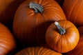 Many pumpkins background Royalty Free Stock Photo