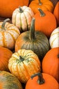 Many Pumpkins background Royalty Free Stock Photo