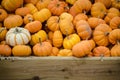 Many pumpkins in a crate Royalty Free Stock Photo