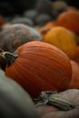 many pumpkins of different sizes and colors of orange gray and yellow green Royalty Free Stock Photo