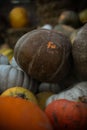 many pumpkins of different sizes and colors of orange gray and yellow green Royalty Free Stock Photo