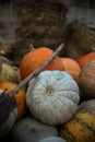 many pumpkins of different sizes and colors of orange gray and yellow green Royalty Free Stock Photo