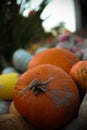 many pumpkins of different sizes and colors of orange gray and yellow green Royalty Free Stock Photo