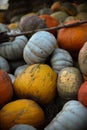 many pumpkins of different sizes and colors of orange gray and yellow green Royalty Free Stock Photo