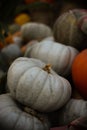 many pumpkins of different sizes and colors of orange gray and yellow green Royalty Free Stock Photo