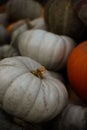 many pumpkins of different sizes and colors of orange gray and yellow green Royalty Free Stock Photo