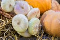 Many pumpkins and onion still life, autumn background, selective focus