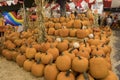 Many Pumpkins selling at a pumpkin patch Royalty Free Stock Photo