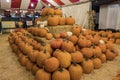 Many Pumpkins selling at a pumpkin patch Royalty Free Stock Photo