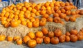 Many pumpkins on straw prepared for Halloween in a park