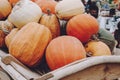 Many pumpkins in wooden cart. Various pumpkins background. Harvest, Halloween or Thanksgiving day concept Royalty Free Stock Photo