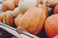 Many pumpkins in wooden cart. Various pumpkins background. Harvest, Halloween or Thanksgiving day concept Royalty Free Stock Photo