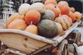 Many pumpkins in wooden cart. Various pumpkins background. Harvest, Halloween or Thanksgiving day concept Royalty Free Stock Photo