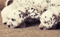 Many puppies dalmatian close up newborn Royalty Free Stock Photo