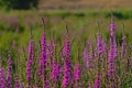 Many Purple loosestrife flowers - Lythrum salicaria