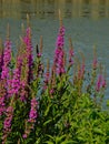 Many Puprle loosetrife flowers on the side of a pool - Lythrum salicaria