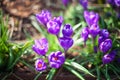 Many purple crocus flowers grow on green grass blurred background close up macro, first spring flower purple saffron Royalty Free Stock Photo