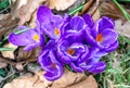 Many purple crocuses in bloom Royalty Free Stock Photo
