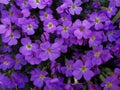 Many purple flower closeup