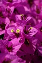 Many purple flowers blurred background