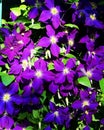 Purple Flowers