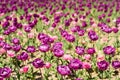 Many purple fresh tulips. flower farm and shop. happy mothers day. womens day concept. 8 of march. spring and summer