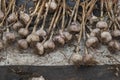 Many purple garlic dries after harvesting. Garlic summer harvest. Bio food