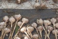 Many purple garlic dries after harvesting. Garlic summer harvest. Bio food