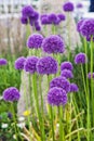 Many Purple Giant allium gladiator bloom in a spring garden