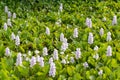 Many purple hyacinth flowers in the countryside. Royalty Free Stock Photo