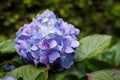 Many purple hydrangea flowers growing in the garden, floral back