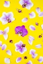 Many purple orchid flowers on yellow background. Tropical floral pattern closeup. Garden wallpaper Royalty Free Stock Photo