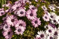 Many Purple Pink And White Osteospermum Flower Outdoor, African Daisy Or Sunny Xena With Royalty Free Stock Photo