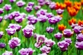 Many purple and red tulips flowers on blurred background closeup, blooming summer field with violet tulips, spring season meadow Royalty Free Stock Photo