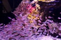 Many purple small fishes swimming underwater