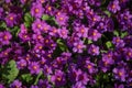 Many purple small garden flowers Royalty Free Stock Photo