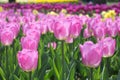 Many purple tulips in park. Macro photo of violet tulips. Spring blossom. Lilac flowers after rain with rain drops