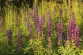 Many purple wild lupine flowers on the meadow in a sunny day in summer Royalty Free Stock Photo