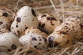 Many quail eggs in hay closeup. macro.