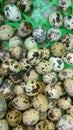 Many, many quail eggsÃ¯Â¼ÅA pile of quail eggs