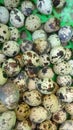 Many, many quail eggsÃ¯Â¼ÅA pile of quail eggs