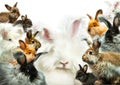 Many rabbits of different colors, isolate white, postcard, vertically.