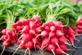 Many Radis Bunches in Market, Fresh Radish Root Bundle, Pile of Red Radishes with Green Leaves Royalty Free Stock Photo