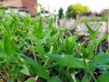 Many rain drops on small green leafs Royalty Free Stock Photo