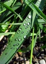 Many raindrops