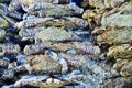 Many raw blue manna crab Royalty Free Stock Photo