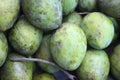 Many many raw mangoes are arranged to be very beautiful