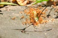 Many red ants bite and eat a worm Royalty Free Stock Photo
