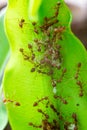 Red ants are helping to build their nests.