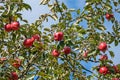Many red apples on the apple tree against blue sky Royalty Free Stock Photo